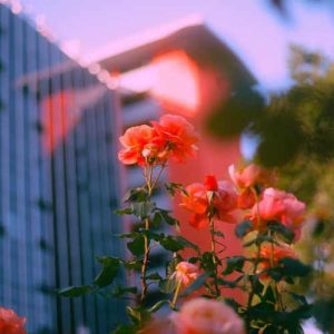 دانلود آهنگ افغانی گنجشکک طلایی